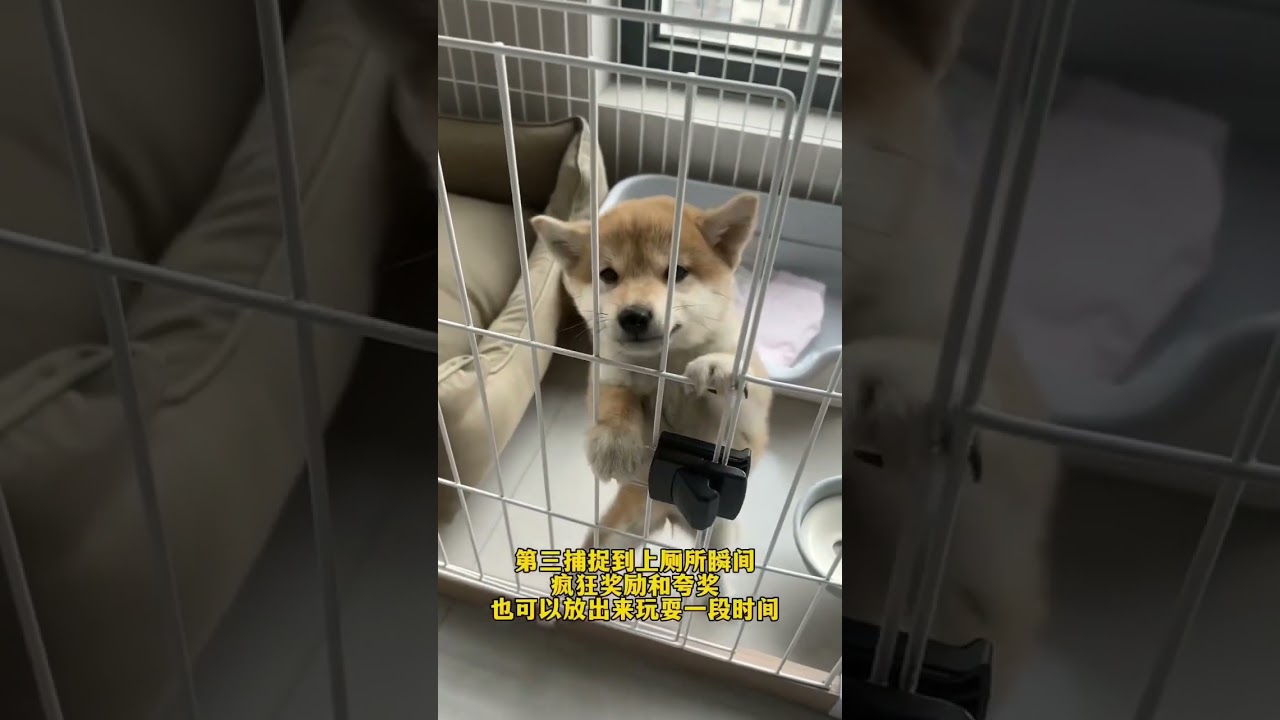 只需三步 就可以讓小狗學會定點上廁所 #狗狗 #柴柴 #萌寵 #dog #熱門 #生活日常 #狗 #柴犬 #萌宠 #shorts