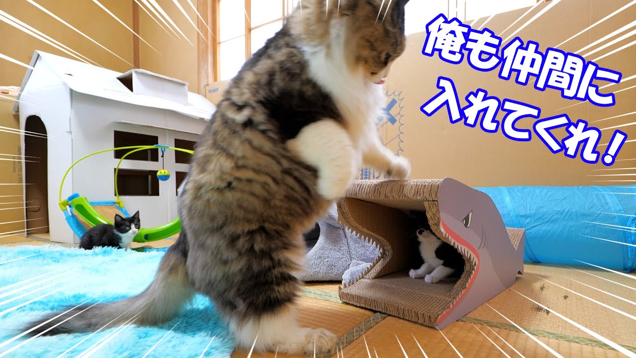 楽しそうに遊ぶ子猫達を見て一緒に遊びたくなったボス猫パパが強引すぎた🐈🐈【仲良し子猫姉妹の成長記録】