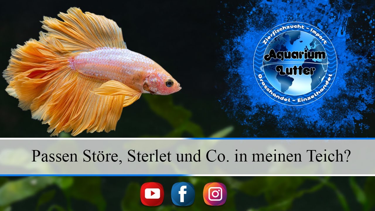 Passen Stör, Sterlet und Co. in meinen Teich?