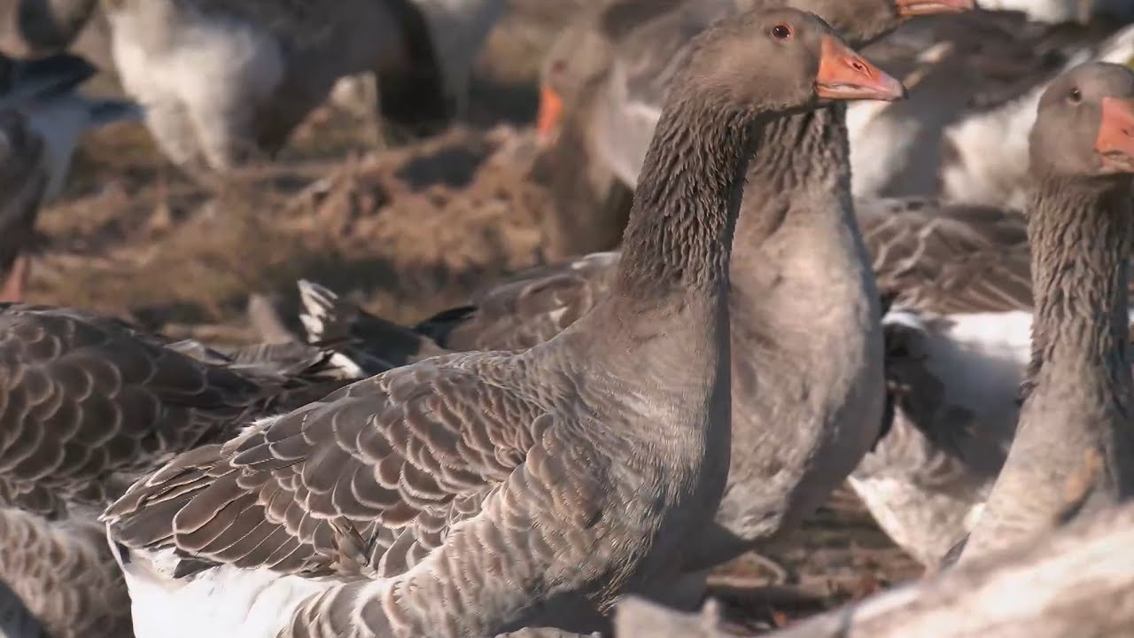 Ocas Fabulosas en Aquí la Tierra (TVE)