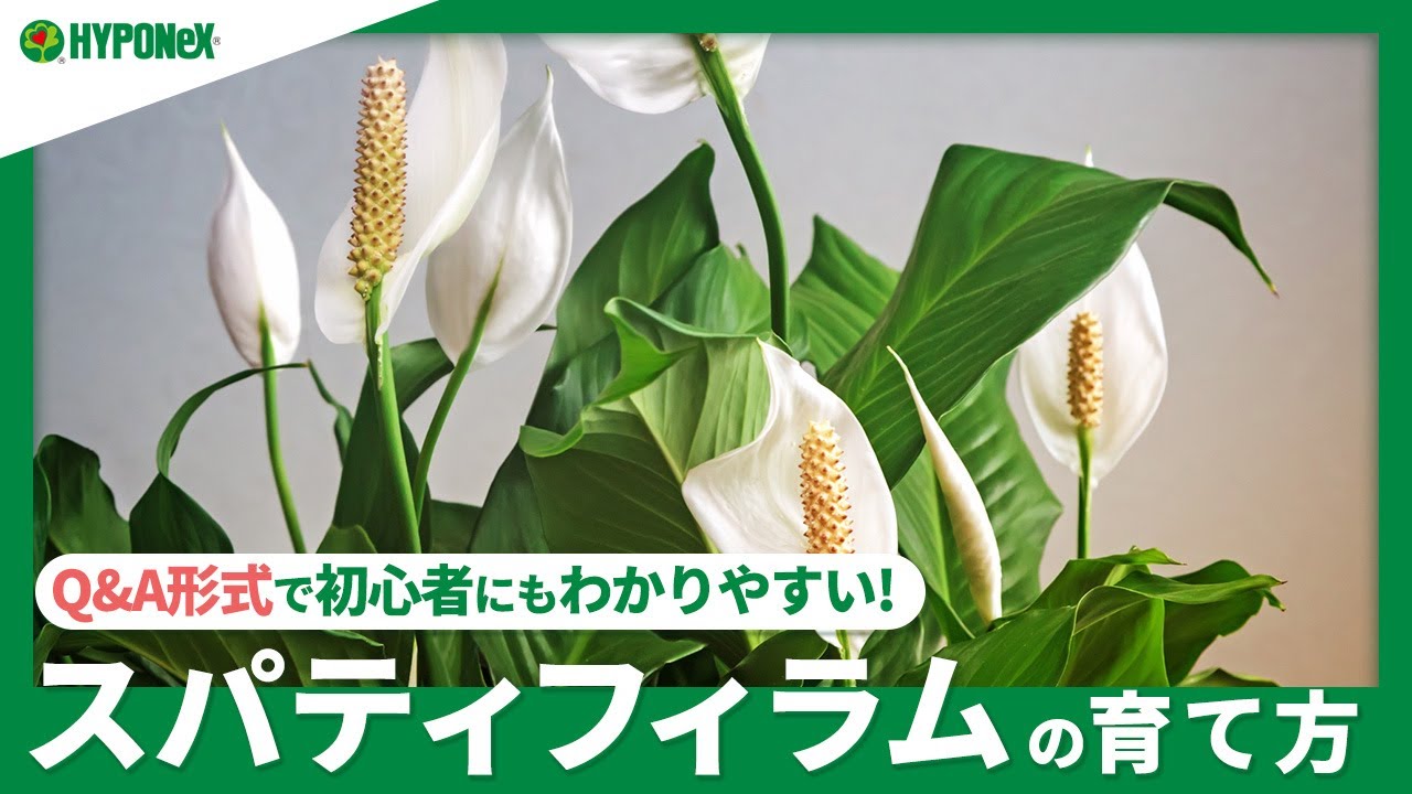 ☘188：スパティフィラムの育て方｜枯らさず丈夫に育てるコツは？水やりや肥料などの管理方法もご紹介
