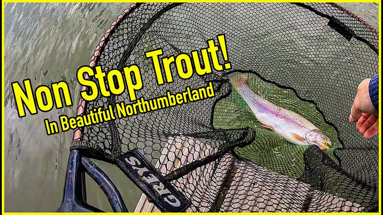 Fly Fishing for Trout at Chatton Fishery Northumberland
