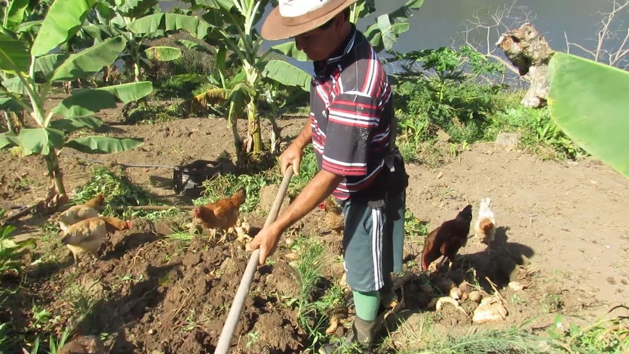 COLHENDO A BATATA DOCE E A MACAXEIRA