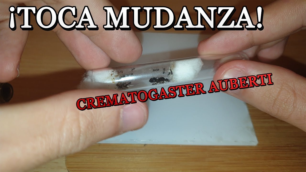 MUDANZA DE HORMIGAS AL HORMIGUERO | CREMATOGASTER AUBERTI