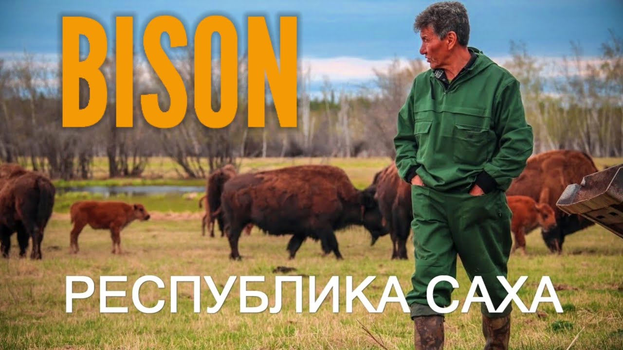 Ust-Buotama bison Nursery in Yakutia. DJI Air 2s. Республика Саха