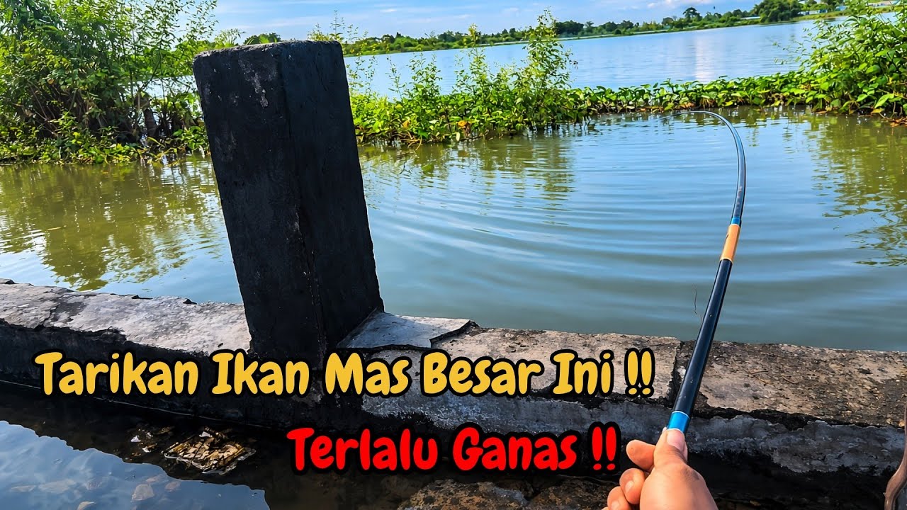 Ganas Sekali Tarikan Ikan Mas Ini !! 