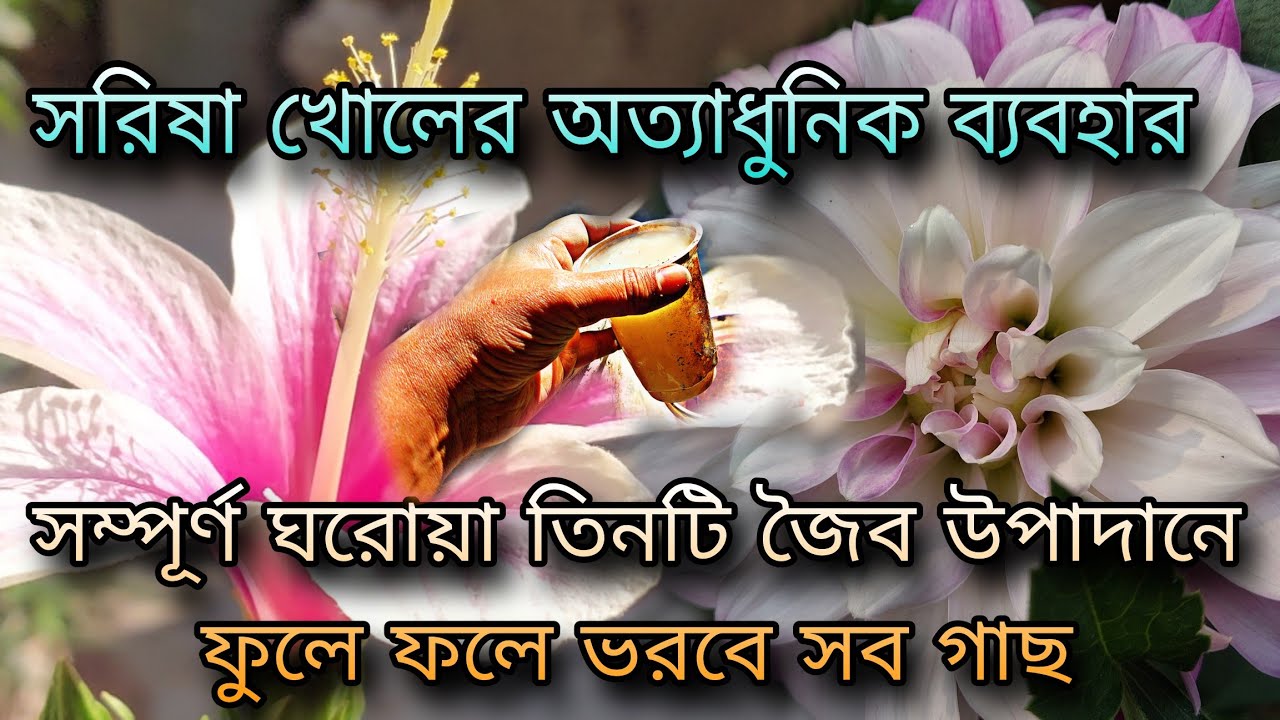 সরিষা খোলের অত্যাধুনিক ব্যবহার / সম্পূর্ণ ঘরোয়া তিনটি জৈব উপাদানে ফুলে ফলে ভরবে সব গাছ
