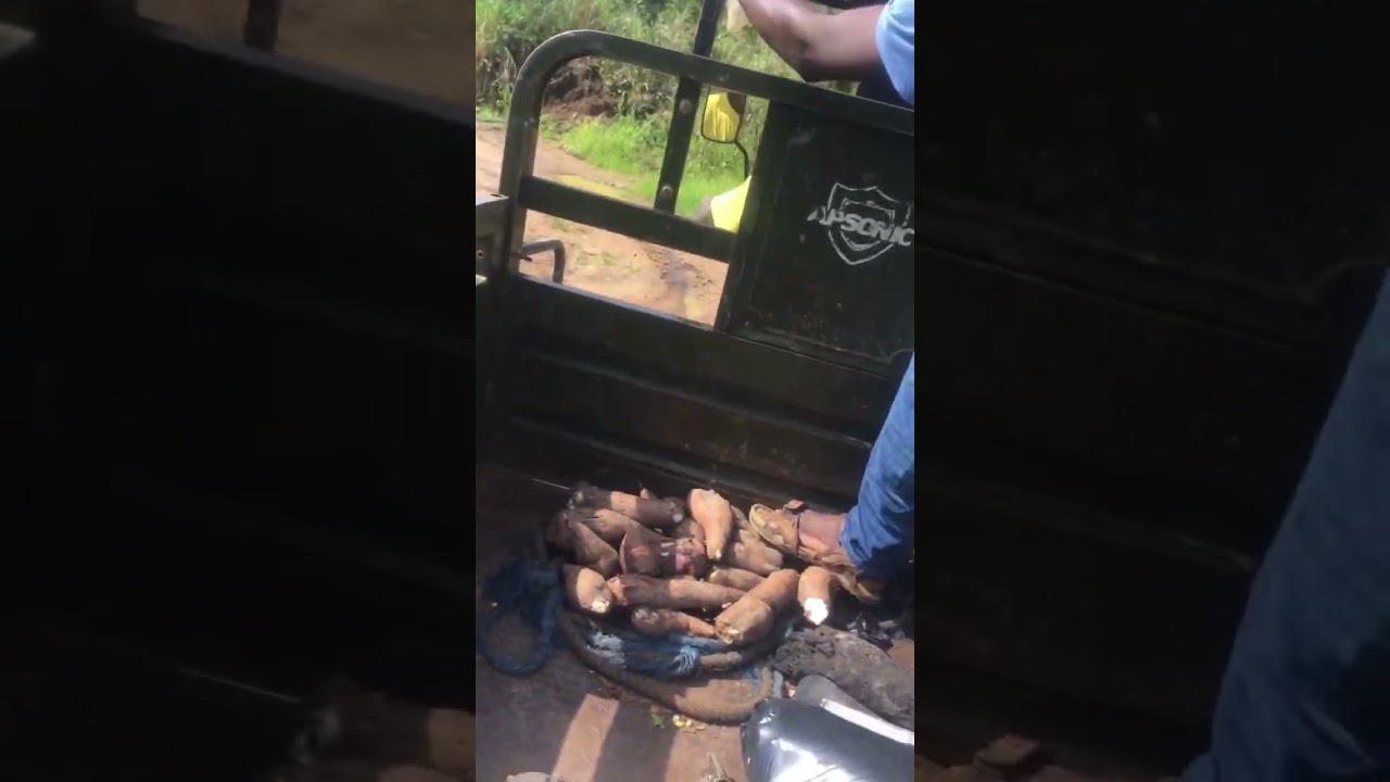 Aboboyaa Motor rides through the Pan African Village in Asebu, Ghana🌴📍 🇬🇭