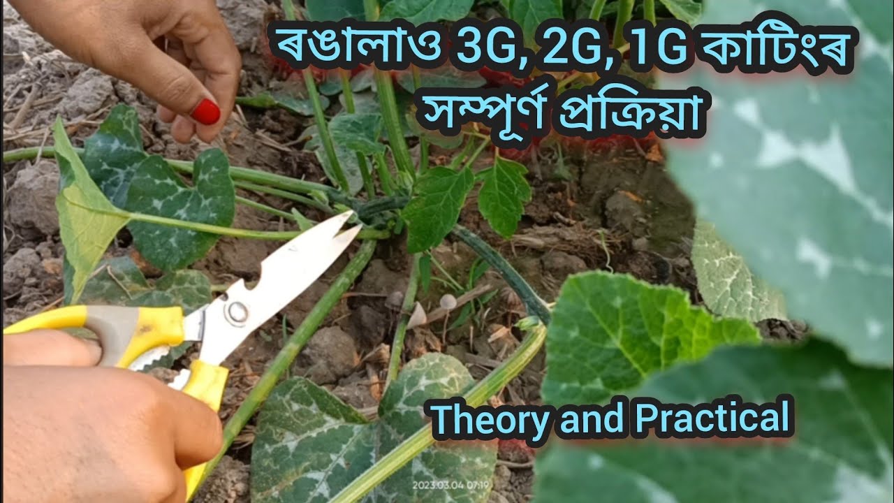 ৰঙালাও 3G, 2G, 1G কাটিং কেনেকৈ কৰা হয় || Pumpkin 3G , 2G , 1G Cutting full Process - Biraj nath