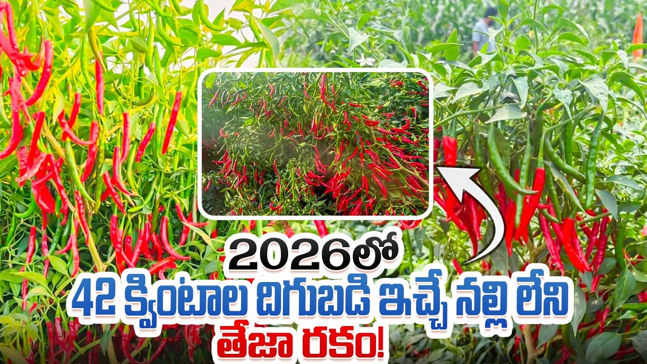 #మిరపసాగులో నూతన విప్లవం #నల్లిని వణుకుపుట్టిస్తున్న కొత్త తేజ రకం #శివ_ 33 రైతుల నమ్మకానికి గుర్తు