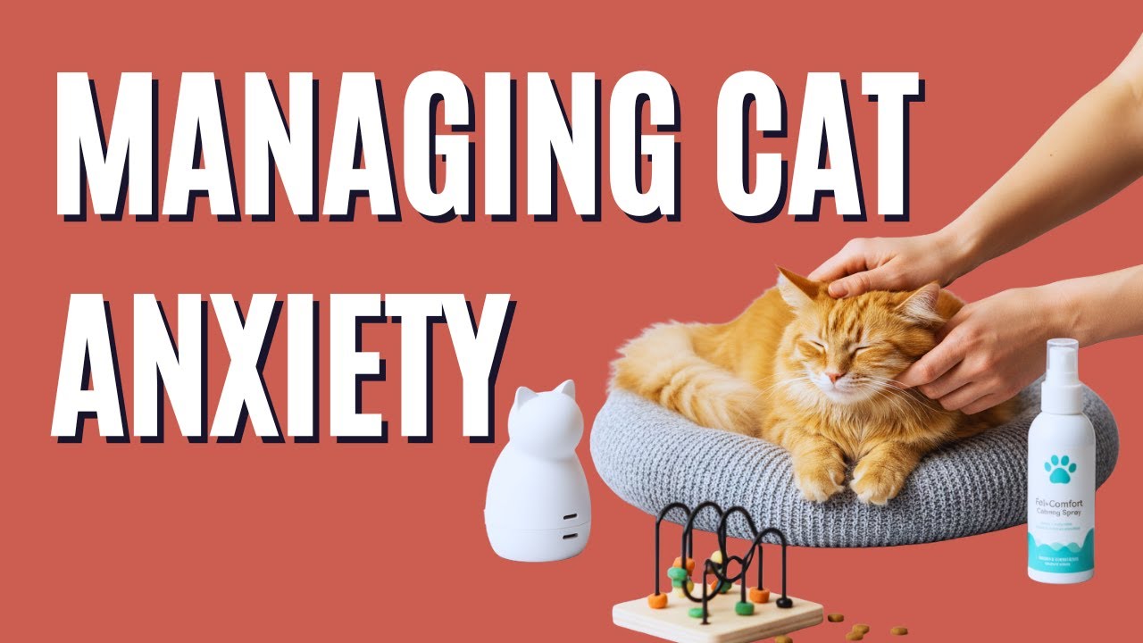 Cat Anxiety Explained: Signs, Causes & How to Calm a Stressed Cat - The Comforted Kitty