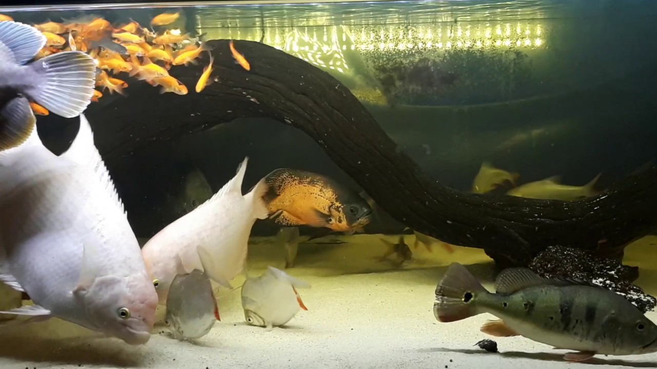 feeding my community tank with live feeders