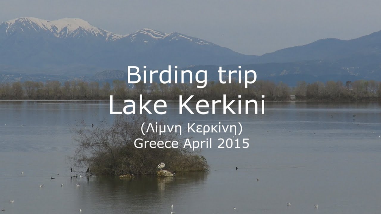 Birding trip Lake Kerkini - Greece