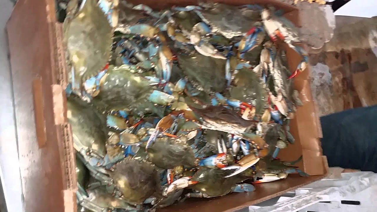 Live blue crabs packing to air ship