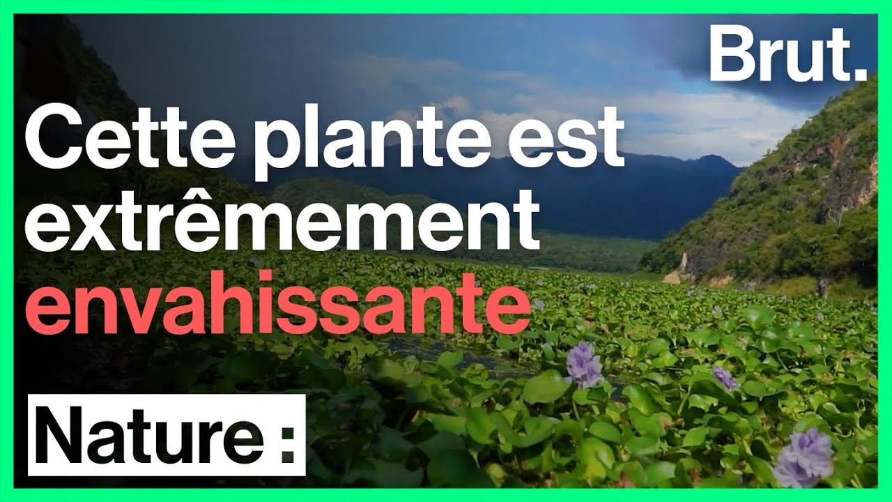 Voici l'une des plantes aquatiques les plus envahissantes au monde