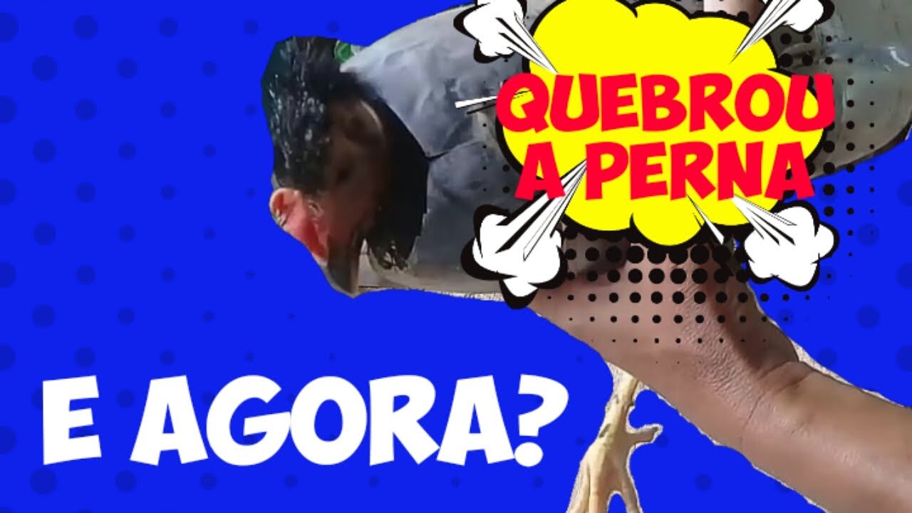 Como TRATAR? O FRANGO QUEBROU A PERNA