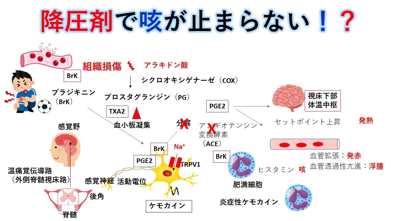 国試対策：暗記からの卒業 45話　アラキドン酸カスケード