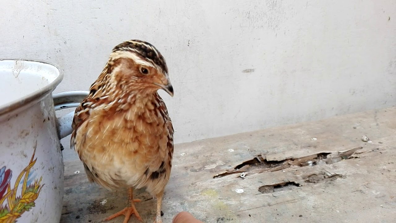 EL CANTO DE UNA CODORNIZ MACHO - The singing of a male quail