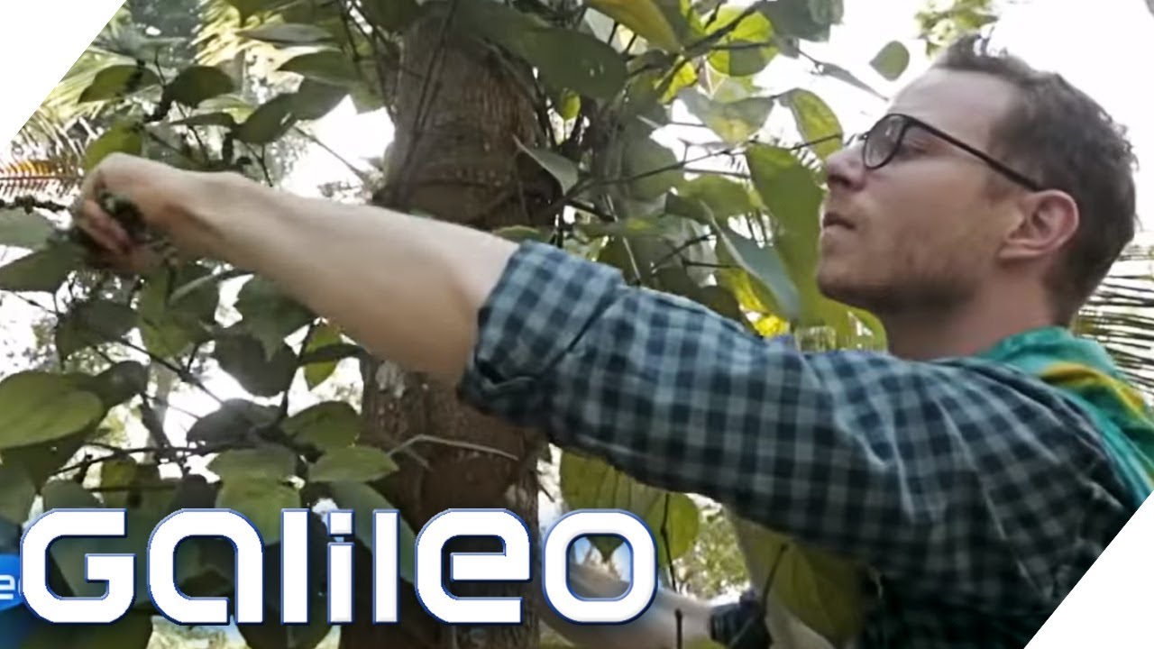 Pfeffer-Ernte: So hart ist der Job wirklich | Galileo | ProSieben