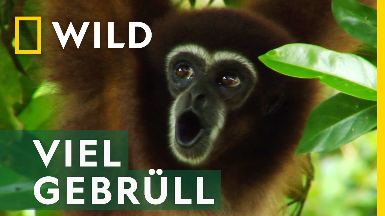 Der L&auml;rm des Dschungels | Asiens Wildnis