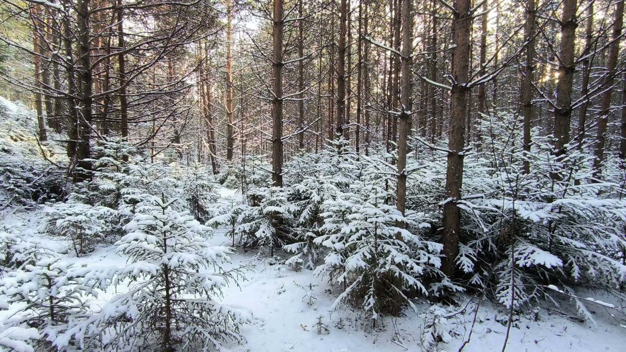 Snowy Forest . pt.2. December 2025