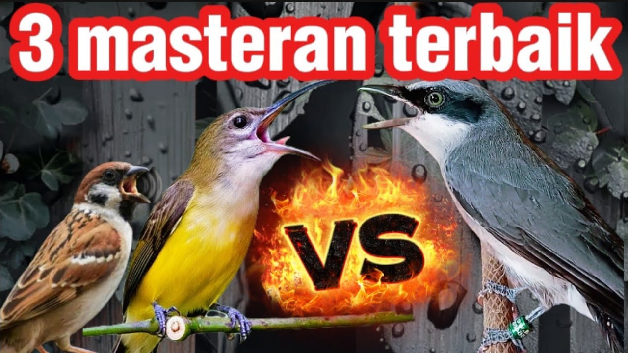 3 Masteran Wajib Sepanjang Masa Gereja Tarung – Pijantung – Jinjing petulak