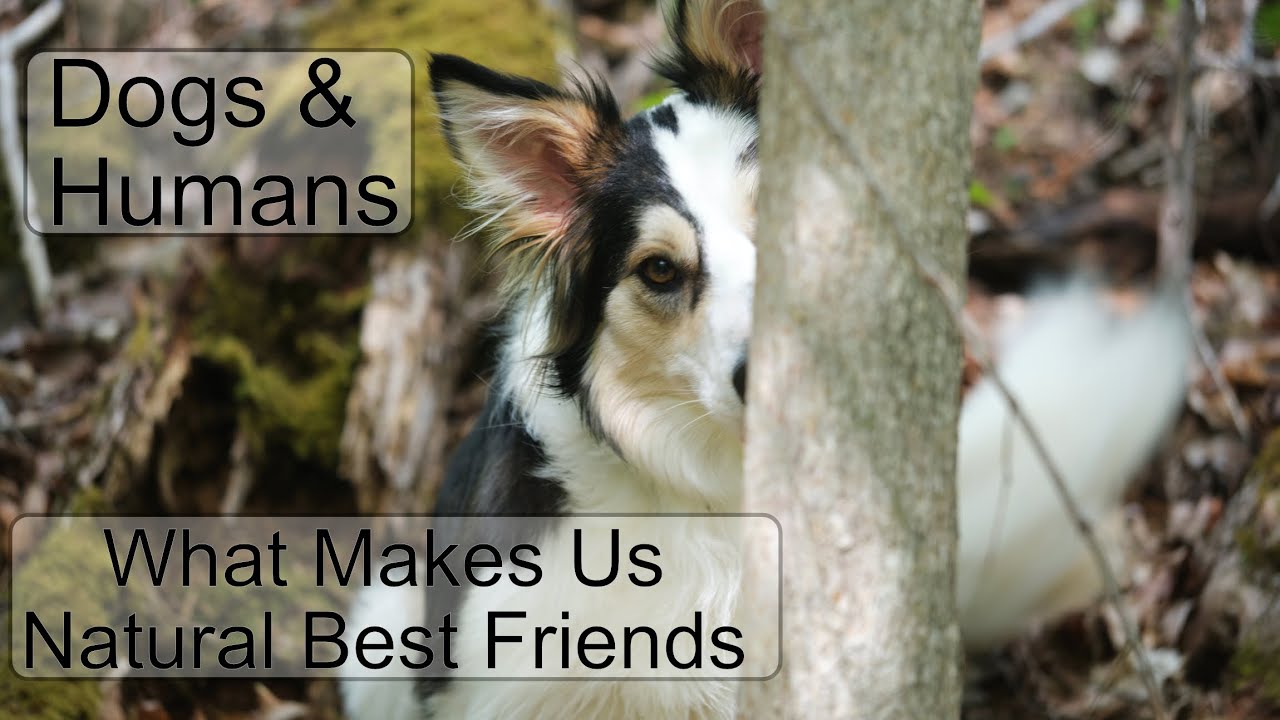 Dogs & Humans: What Makes Us Natural Best Friends (Pt 1/3) #dog #wolf #psychology #friend