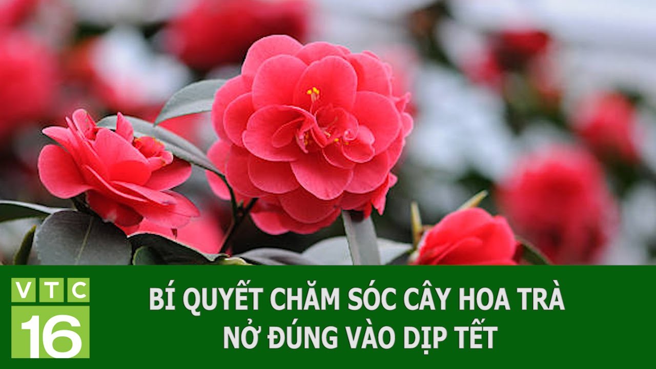 BÍ QUYẾT CHĂM SÓC CÂY HOA TRÀ NỞ ĐÚNG VÀO DỊP TẾT | VTC16