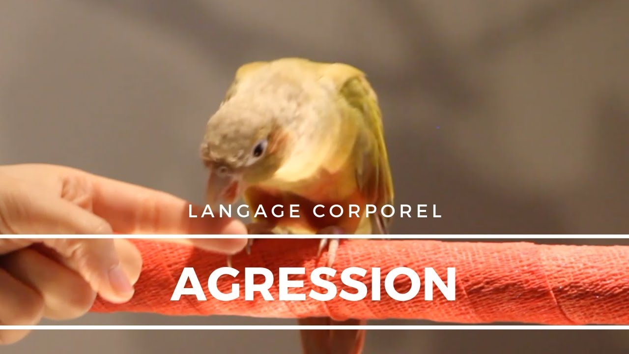 Langage Corporel- Première Partie: AGRESSION