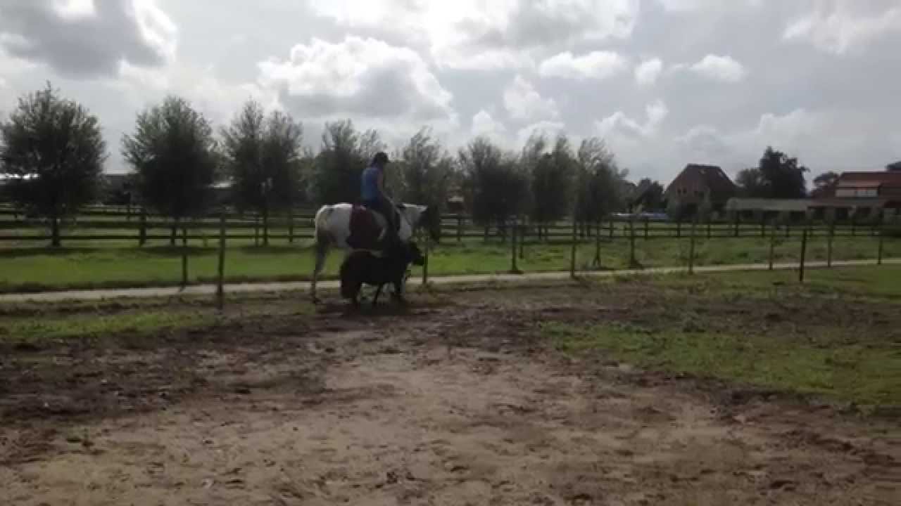 handpaarden met Daantje en Falcon