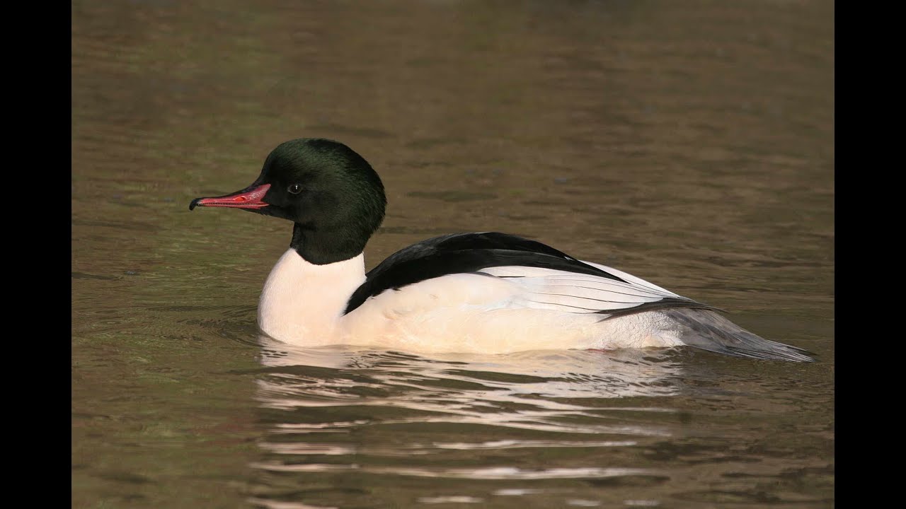 BTO Bird ID  - Goosander and Red-breasted Merganser