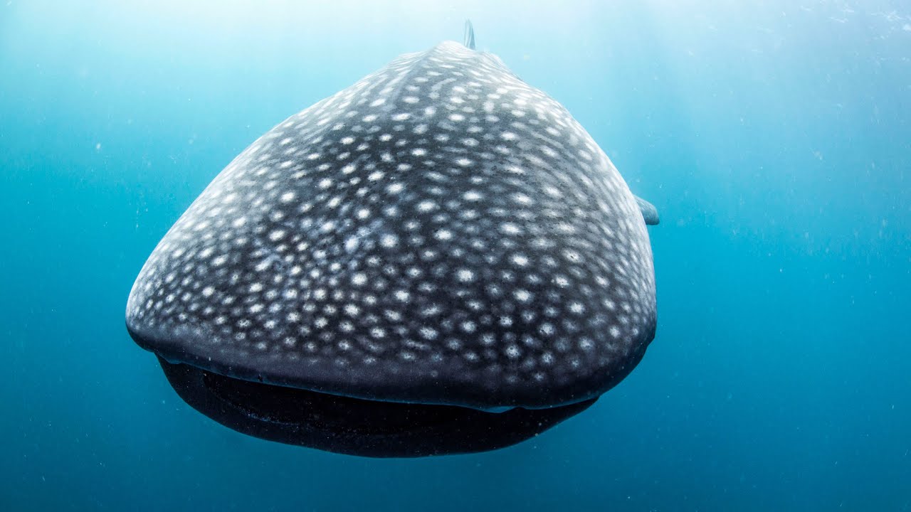 Coral Bay Ecotours - A day on the Ningaloo Reef