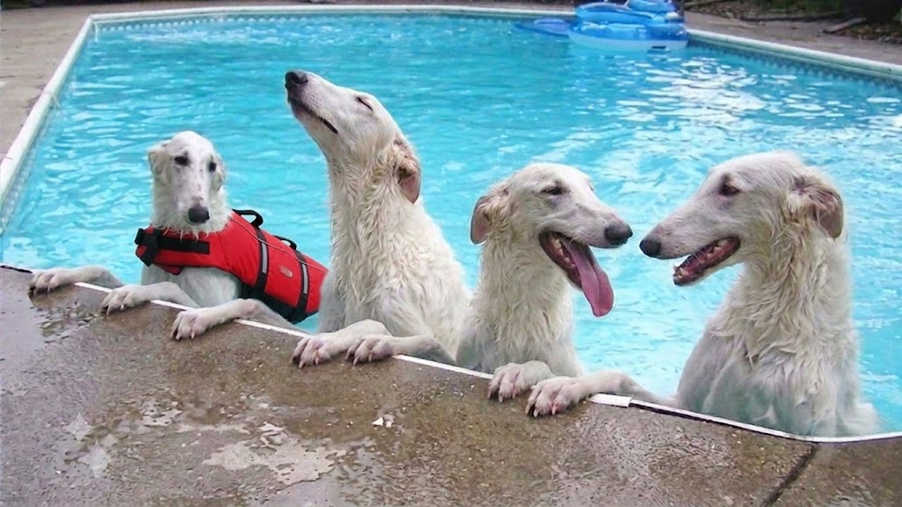 Hilarious Dogs Absolutely Can't Control Themselves in the Pool! 🤣