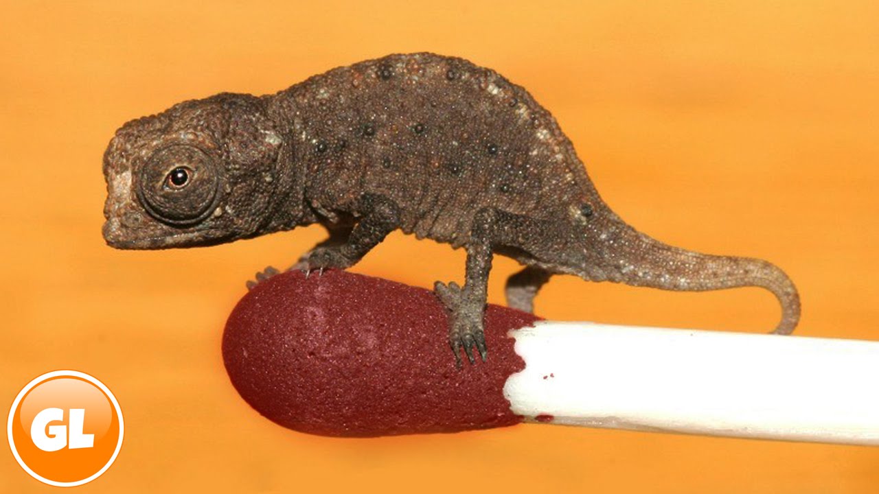 15 Smallest Animals In The World