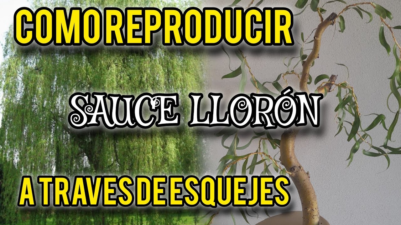 Como reproducir sauce lloron 🌳 a traves de esquejes 🌿 [MAS FACIL IMPOSIBLE]