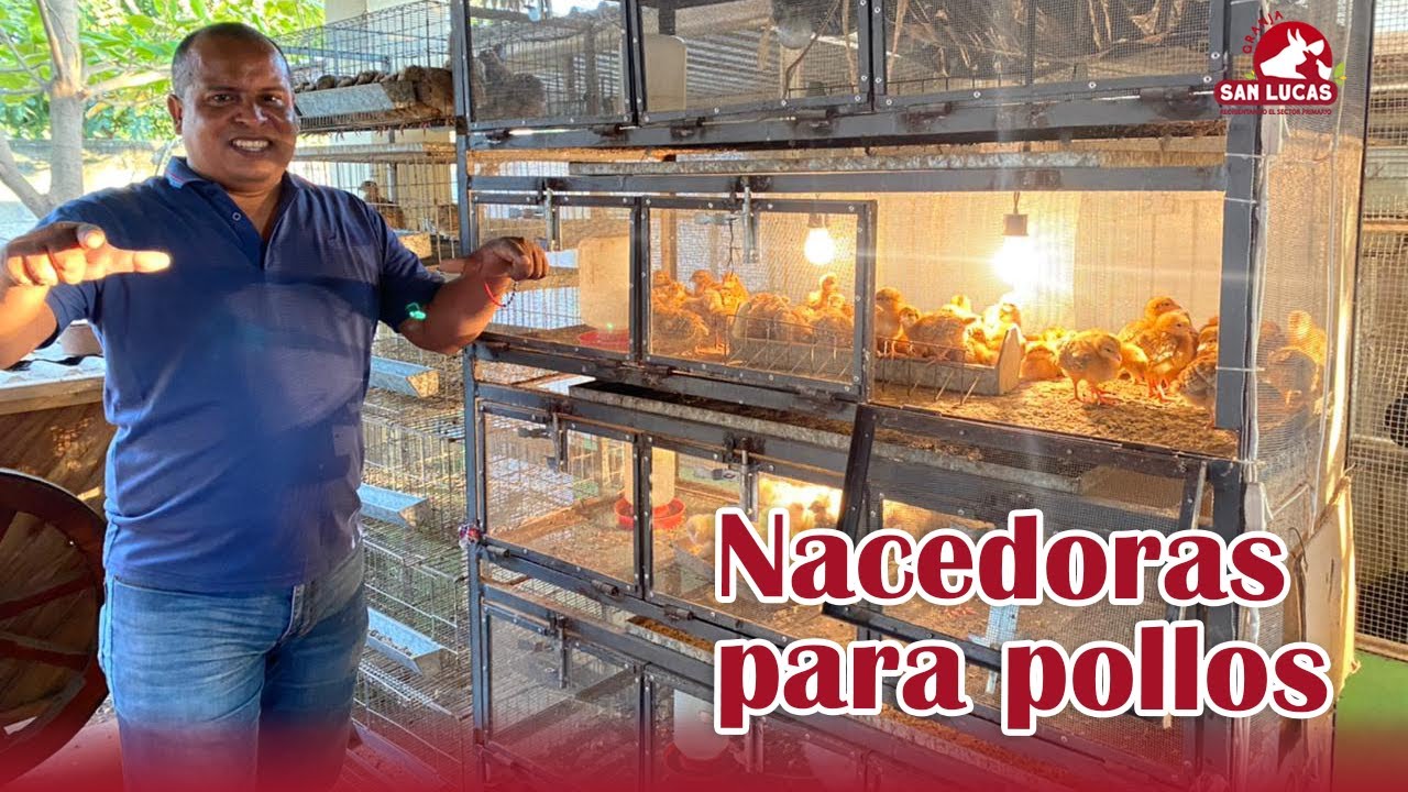 Tipos de CRIADORAS PARA POLLITOS 🐣 | Consejos y características | Granja San Lucas