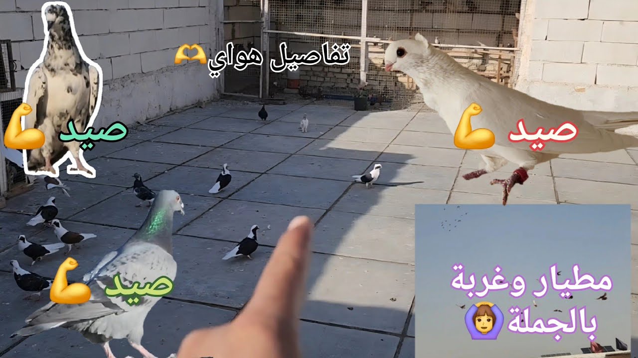 صيد هاترك 💪وضاع واحد🤦مطيار وتفاصيل وكلاشي وكلاشي 😆