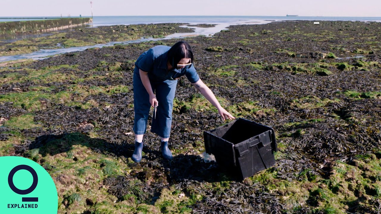 Turning Seaweed Into Sustainable Beauty Products