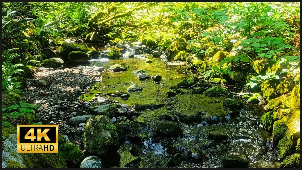 Relaxing Nature Sounds for Sleep, Focus, and Relaxation | Forest Creek & Soft Birdsong #calm #water