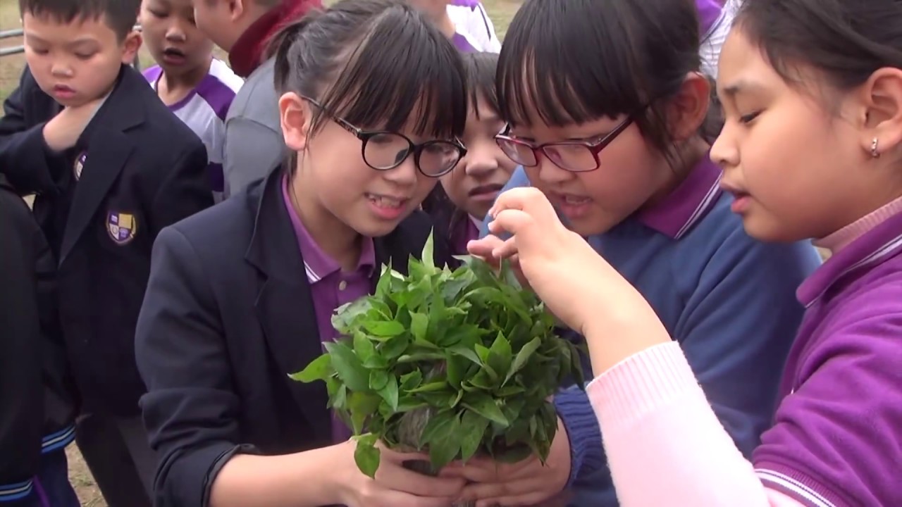 TSL 2017 Schools Sustainability Challenge_TheOlympiaSchools, Vietnam