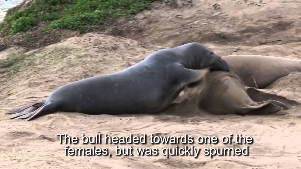 Elephant Seals at Ano Nuevo SP  Jan 2015