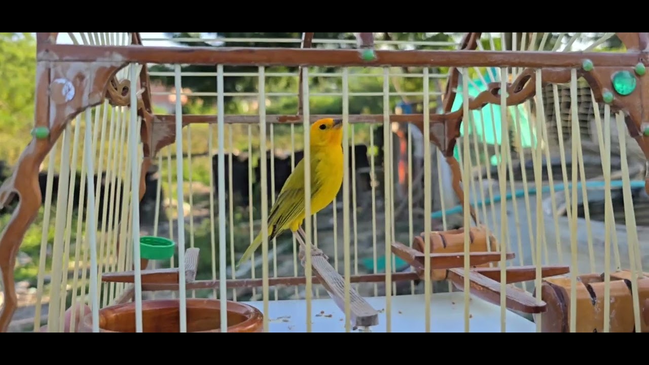 CANTO DE CANARIO PARA ENSEÑAR A TU EJEMPLAR  A CANTAR RAPIDO 