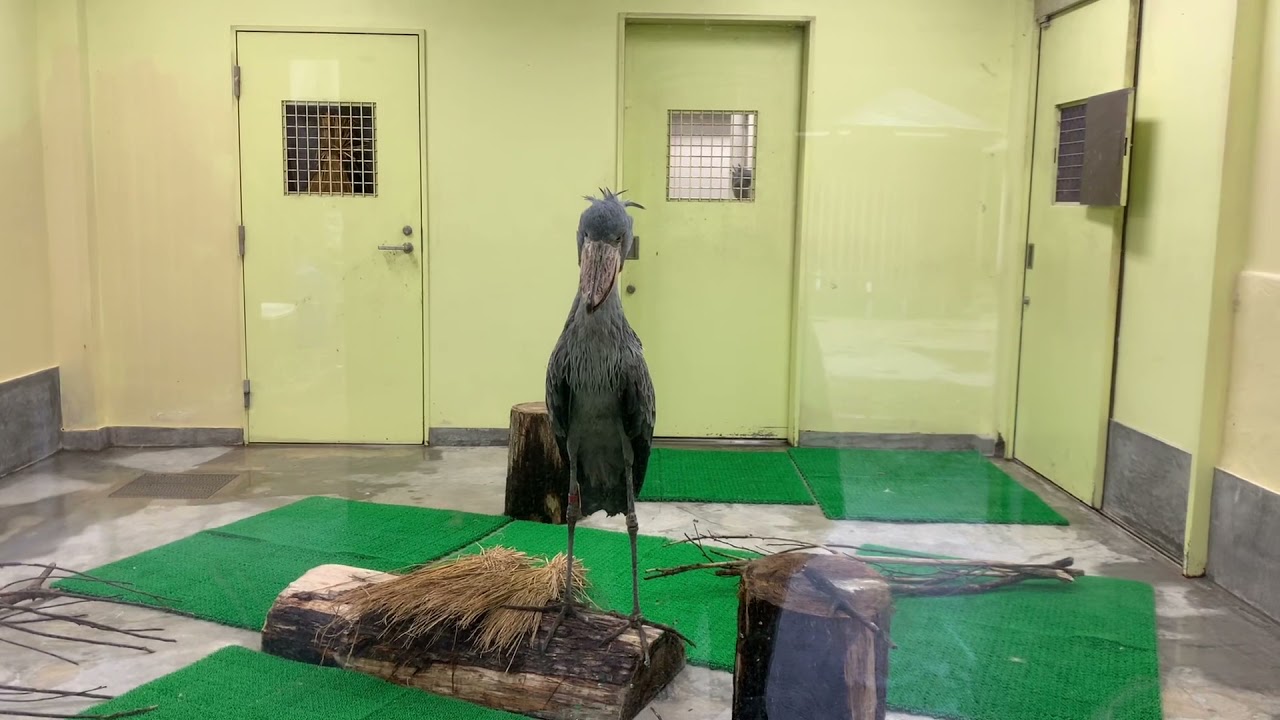 ありがとうはるる　#はるる #ありがとう #鳥 #ハシビロコウ #訃報  #のいち動物公園 #haruru #shoebill #thankyou #memories #noichizoo
