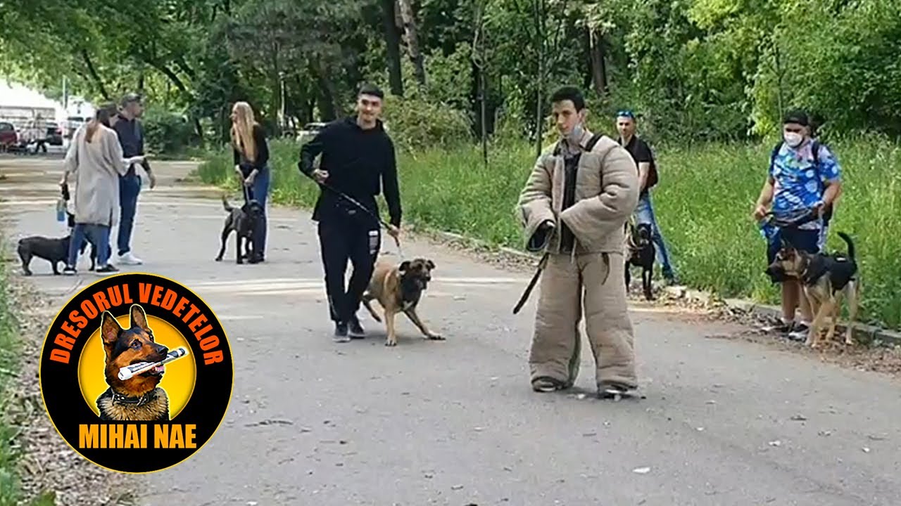 A dat cu el de pamant! | Dresaj Paza si Protectie by Mihai Nae