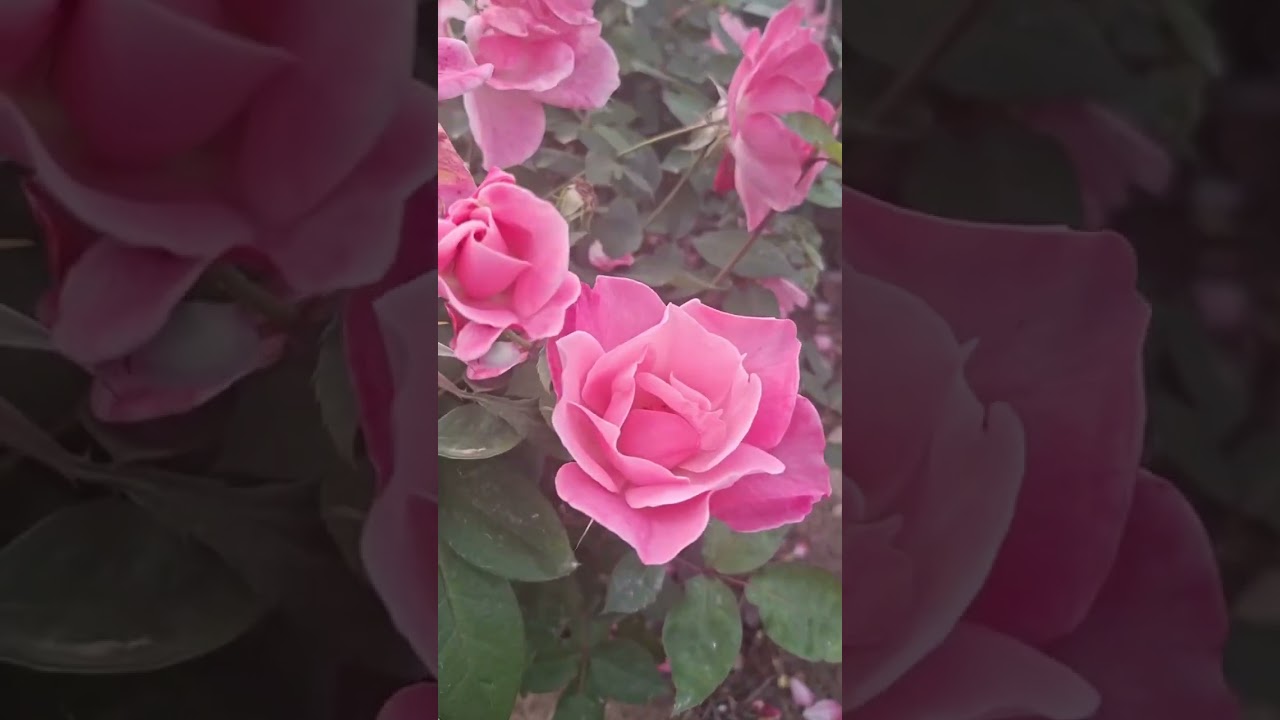 Красота Израильской природы. Снимаю видео зимой. Посмотрите! Уходит всякая депрессия.