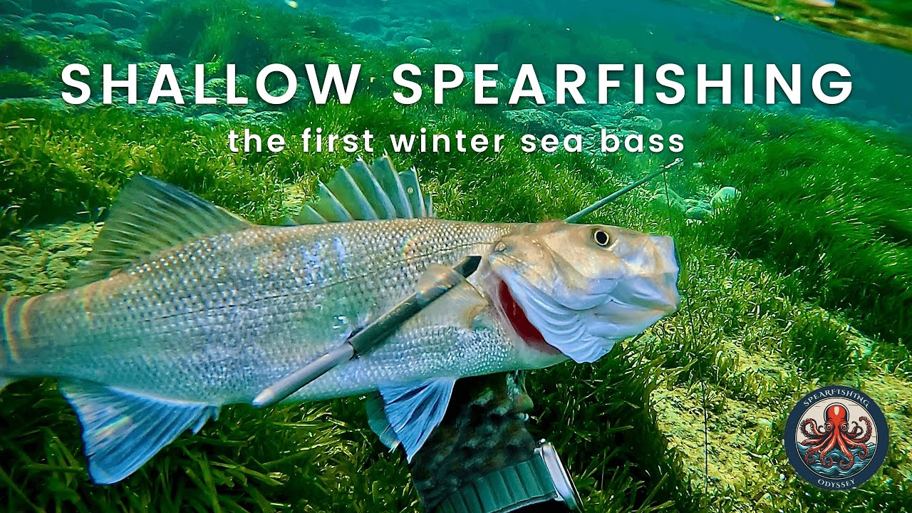 🔱 The First Sea Βass of the Season | Shallow Spearfishing in Captivating Scenery 🐟