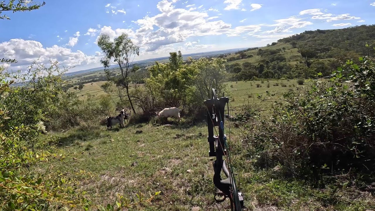 Bowhunting goats and pigs in the mountains. (Bowhunting Australia).