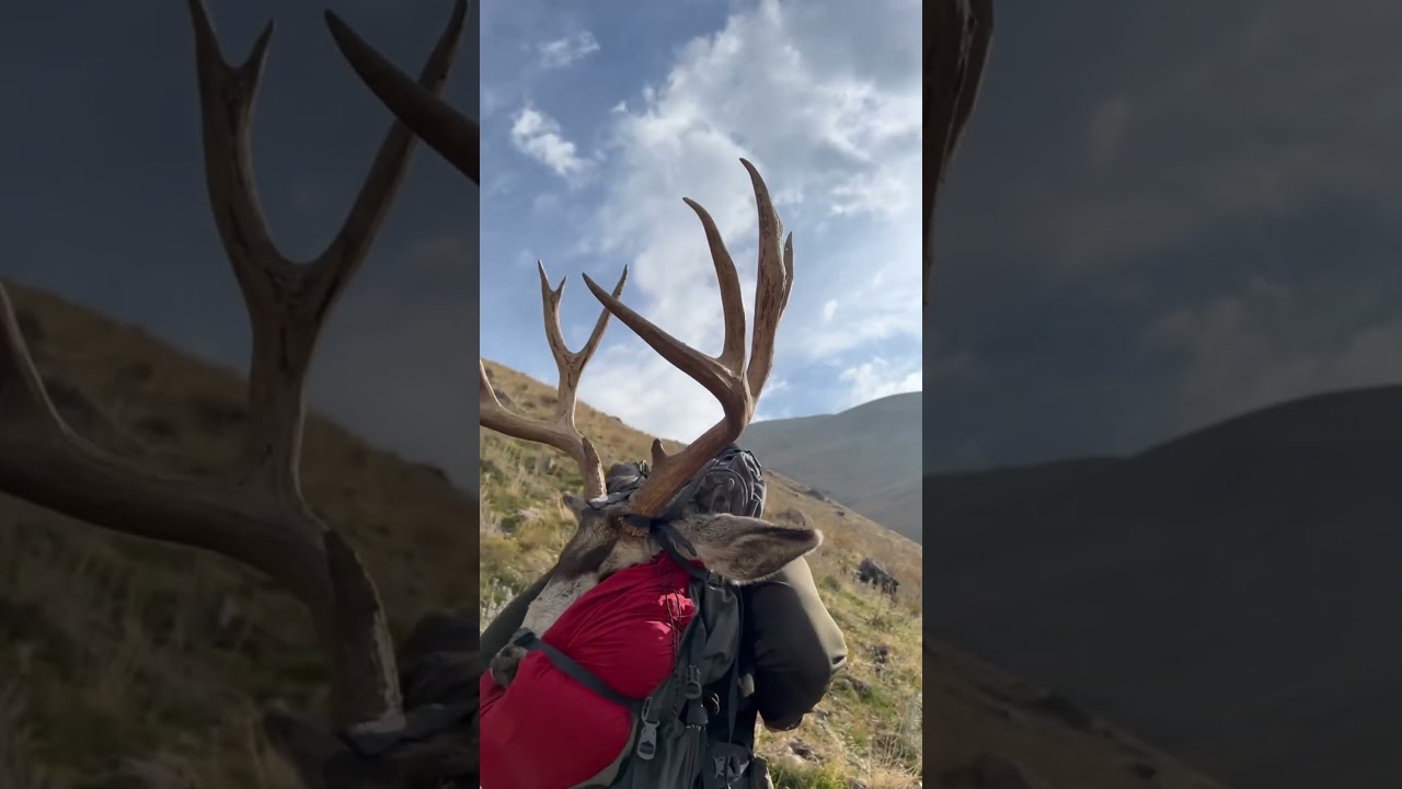 Antelope Island Mule Deer (Only Public Tag 2023. 
