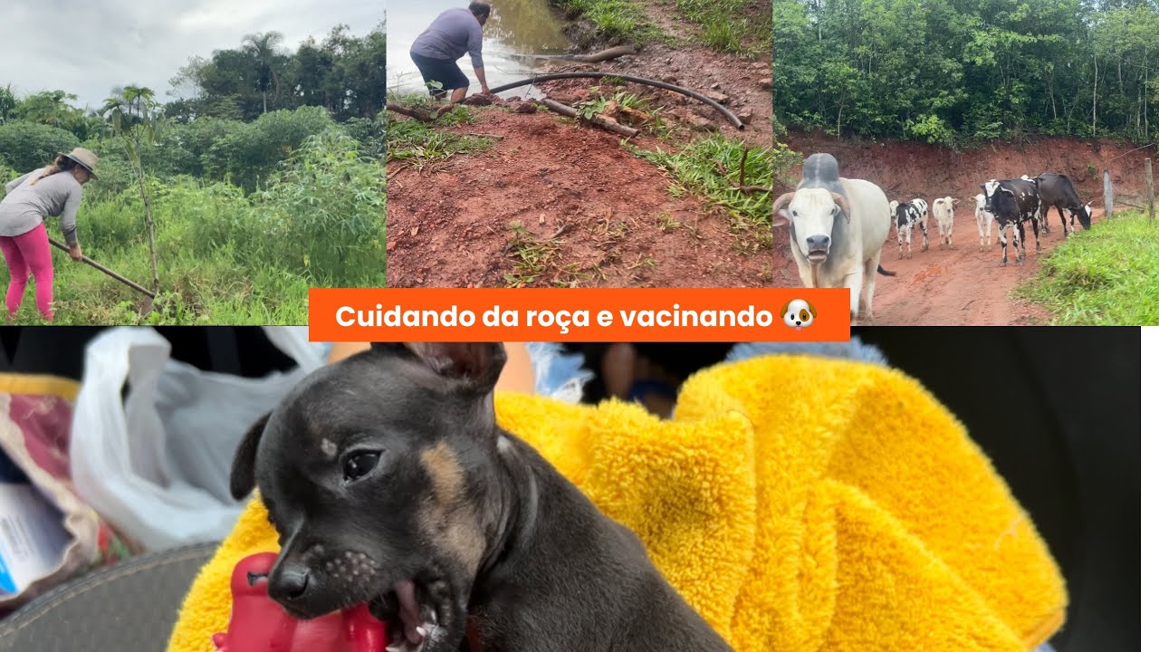 Dia de trabalho na roça 🌳cuidando das frutíferas 🍋🍎,plantando novas mudas  🌺 adubando e vacinando 🐶🐕