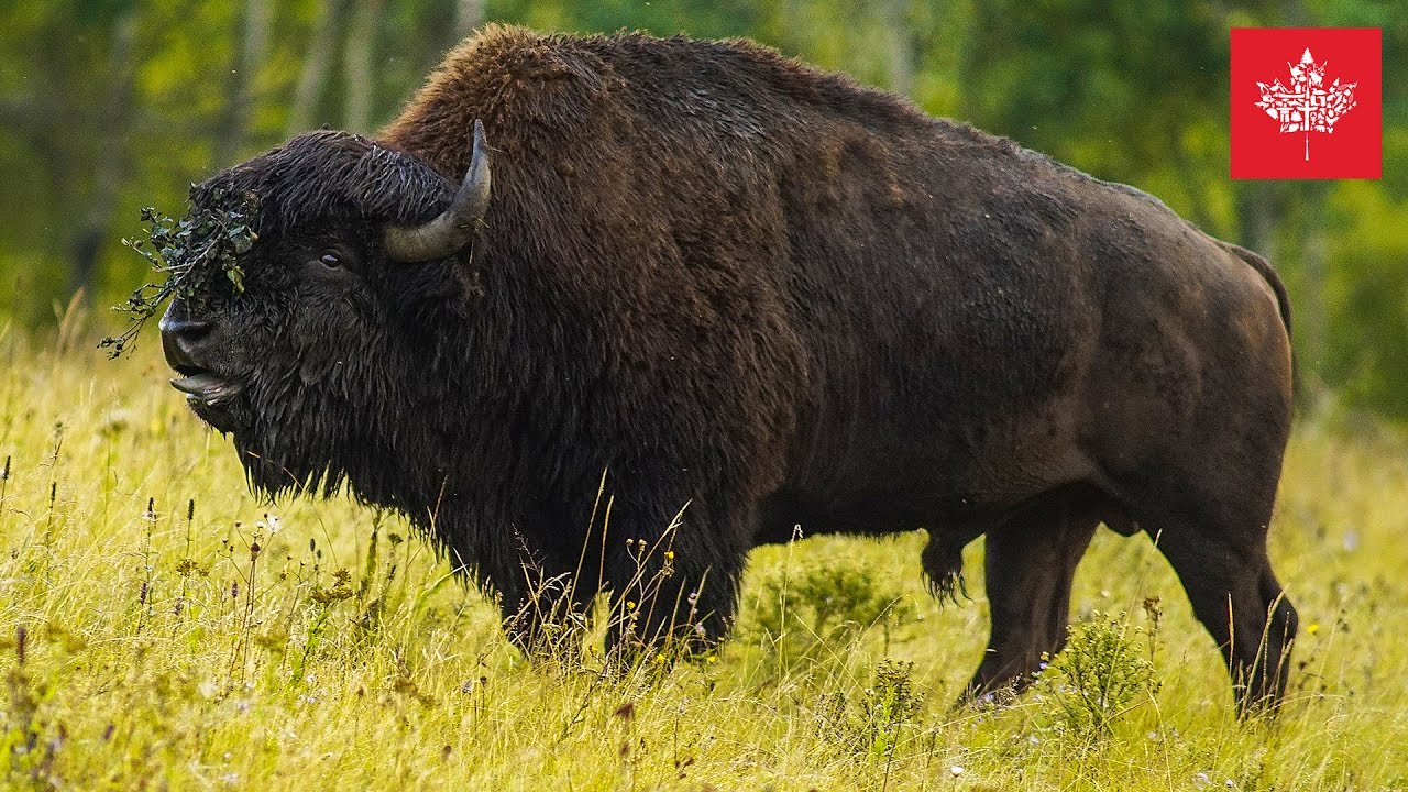 🇨🇦 Manitoba Kanada Fotografie Reise Dokumentation 📷  Benjamin Jaworskyj